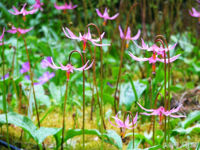 比蝴蝶兰好看好养的花,比蝴蝶兰好养的花