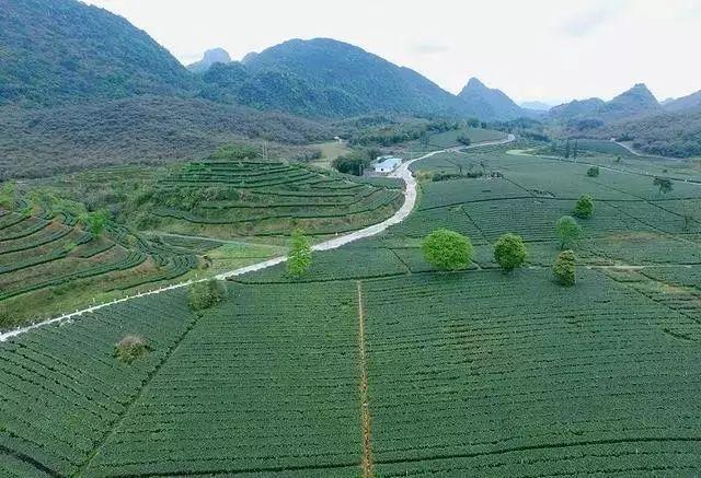 英德市特色,英德有几个特产