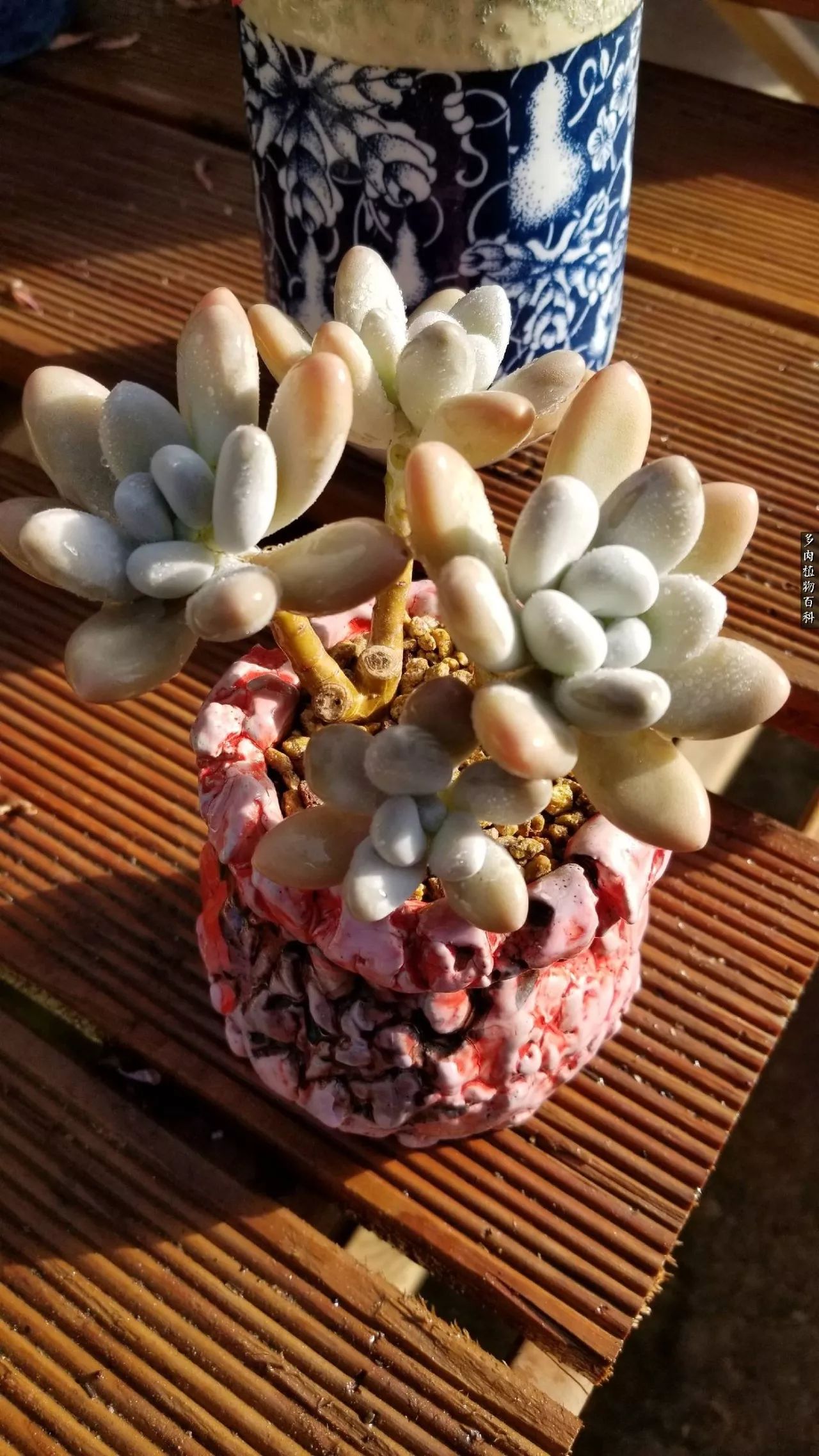 多肉如何养才不损耗杆子的养分,多肉养护修根视频