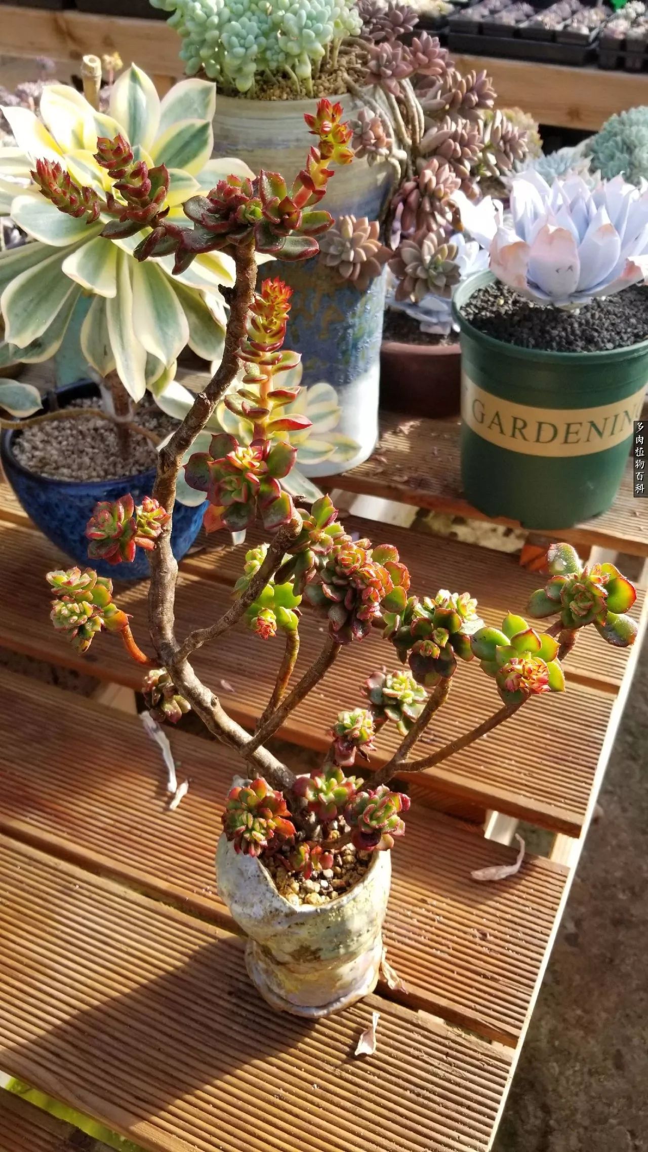 多肉如何养才不损耗杆子的养分,多肉养护修根视频