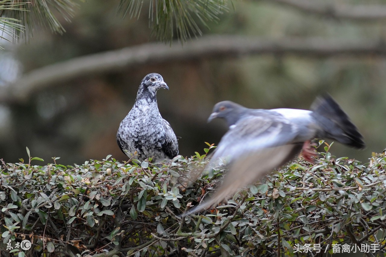 养鸽常备药及治疗,人药治鸽病大全