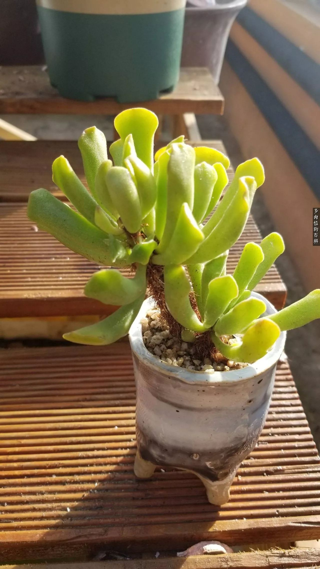 多肉如何养才不损耗杆子的养分,多肉养护修根视频