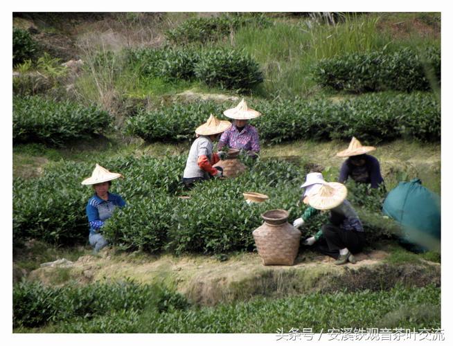 安溪茶农生活,茶农的地道生活