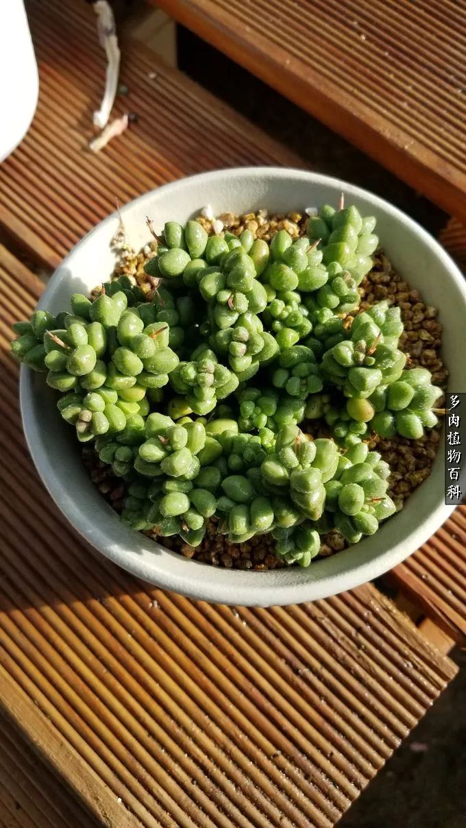 多肉如何养才不损耗杆子的养分,多肉养护修根视频