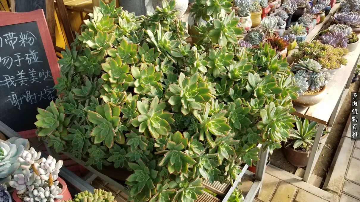 什么元素可以促进多肉生长,多肉修根喷除菌药