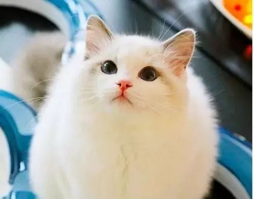 2017猫咪界全球最美面孔颁布了,第四张犹如猫界仙女下凡