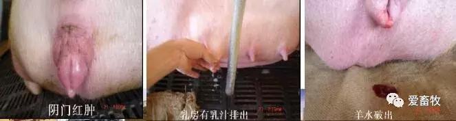 图文｜母猪的分娩与接产操作规范！