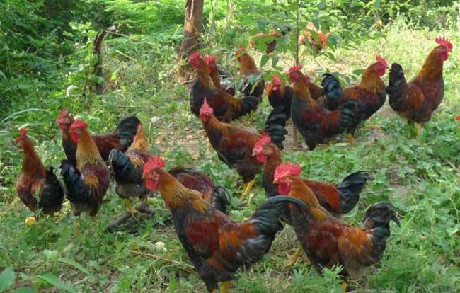 有什么农村养殖致富小项目好做,有什么农村养殖致富小项目