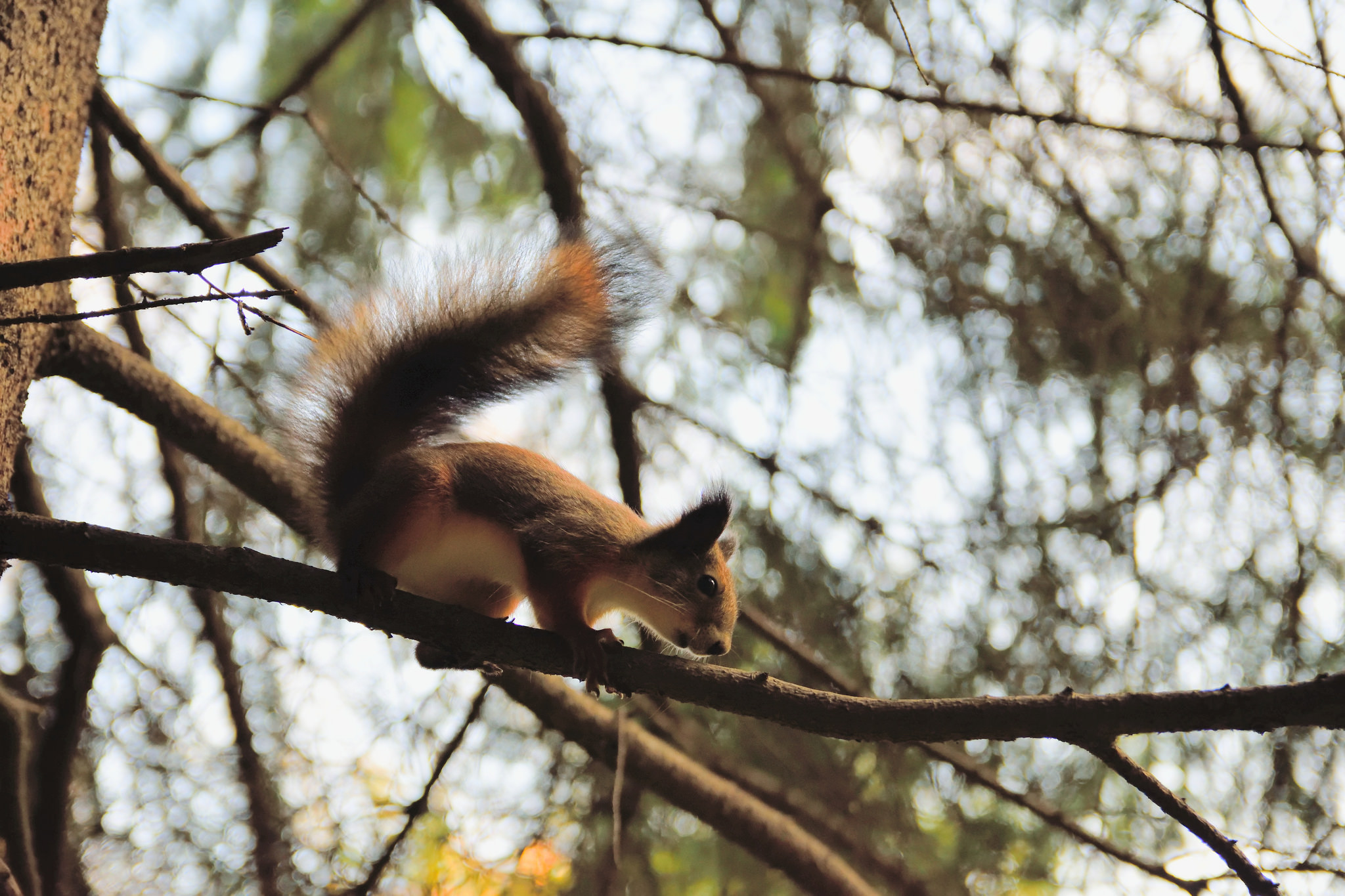 家养松鼠会咬家具吗,家里养的松鼠总爱睡觉怎么回事