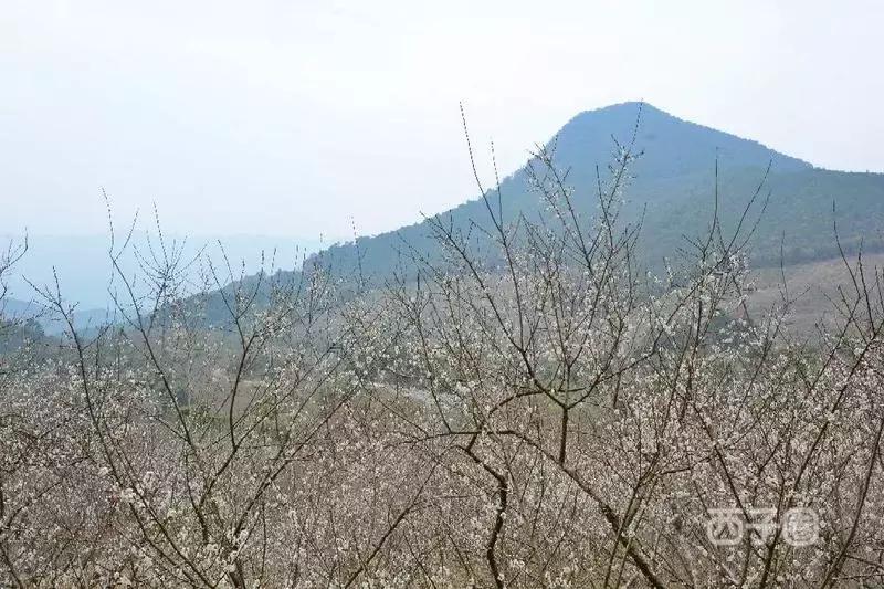 2024年梁化梅园看梅花时间,梁化梅花今年开了吗