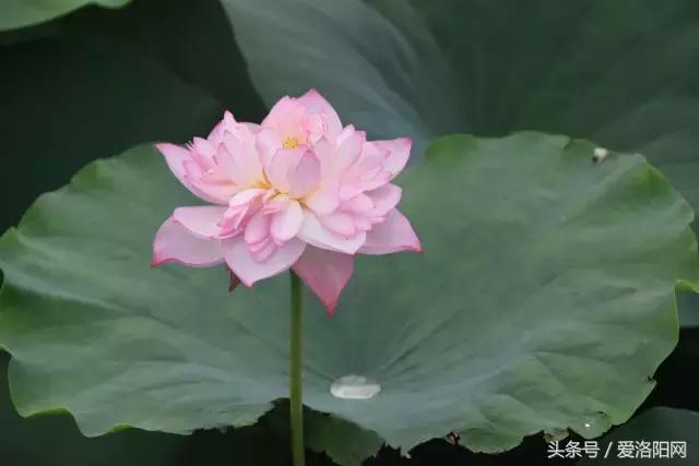 「寻津」孟津这个名镇藏着大秘密，曾被誉为“小洛阳”！如今……