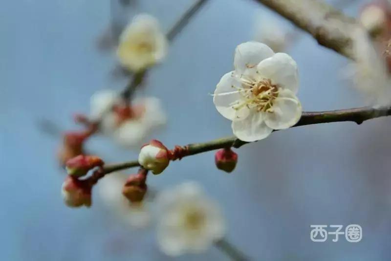 2024年梁化梅园看梅花时间,梁化梅花今年开了吗