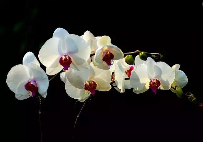 蝴蝶兰价格是多少,今年的蝴蝶兰的价格是多少