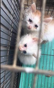 去花鸟市场花50元买一只保姆鸟,去花鸟市场100元买动物