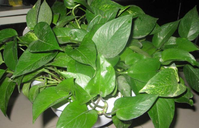 绿萝冬季叶子黄怎么补救,绿萝叶子冬天发黄是什么原因呢