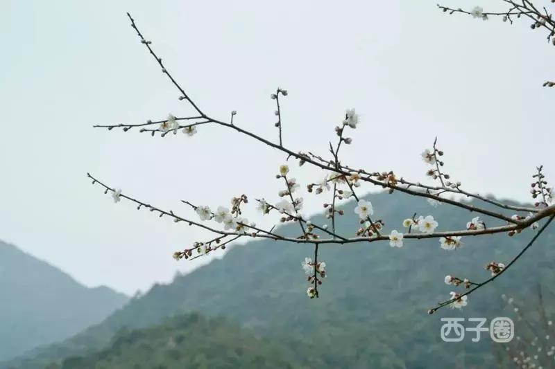 2024年梁化梅园看梅花时间,梁化梅花今年开了吗