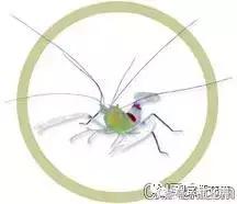 常见海水观赏虾大全,海水观赏虾饲养环境