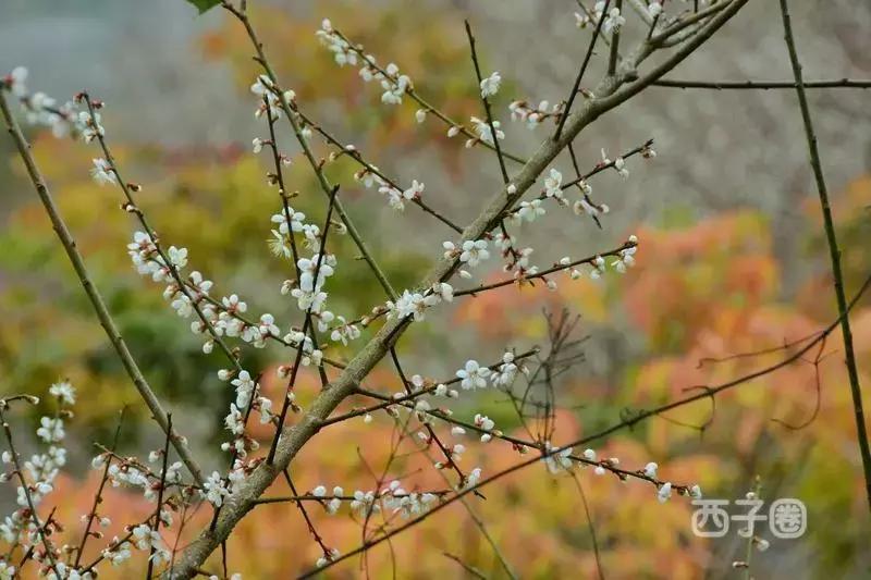 2024年梁化梅园看梅花时间,梁化梅花今年开了吗