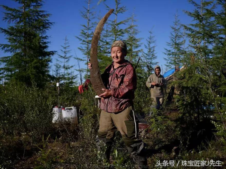 象牙禁令前收藏的象牙,哪一年开始禁象牙