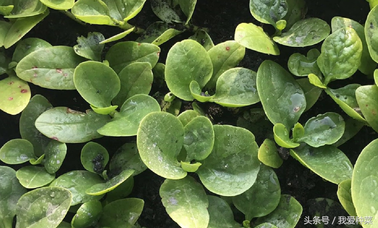 阳台上光照不好种什么蔬菜最合适,适合阳台光照不足的蔬菜