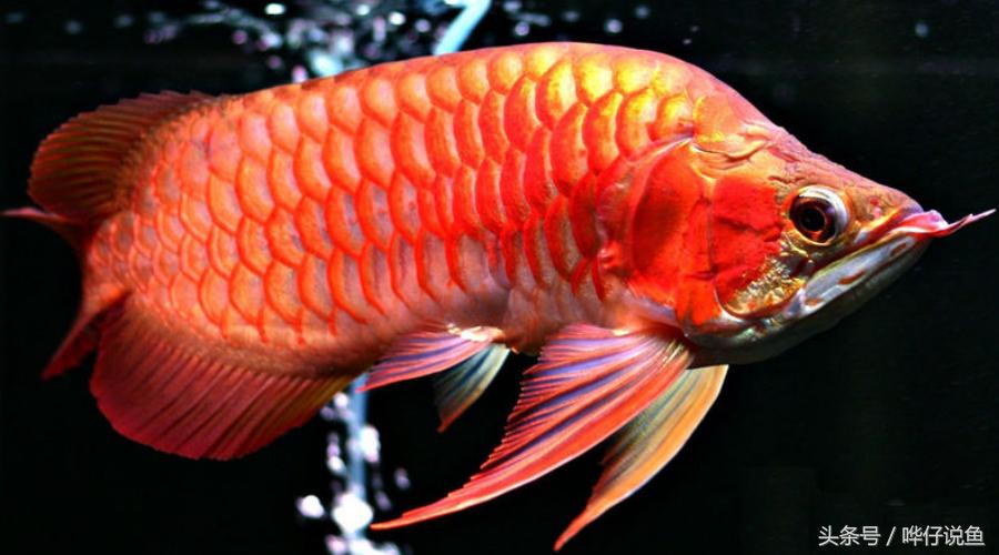 世界上的六种龙鱼品种有哪些,龙鱼头干货