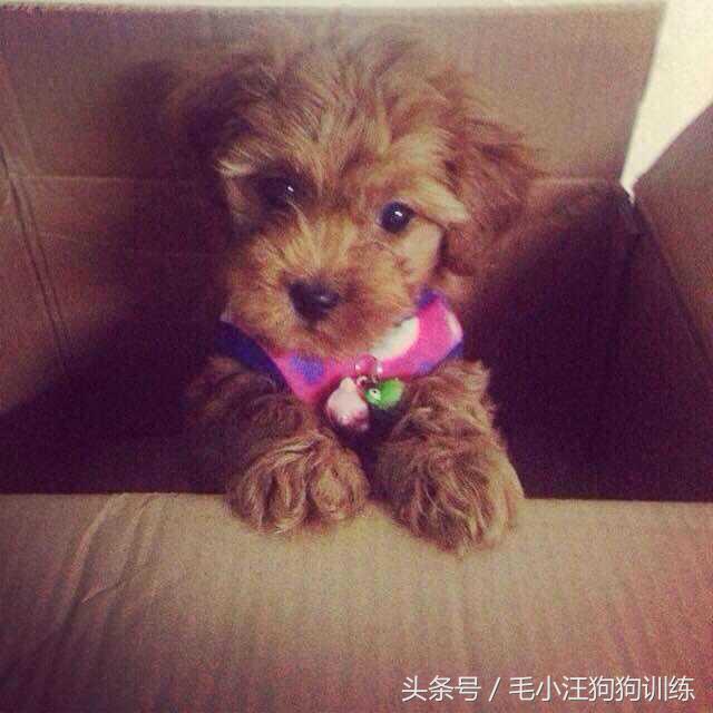 泰迪拉直后还会卷吗,把泰迪的毛拉直了还能卷起来吗