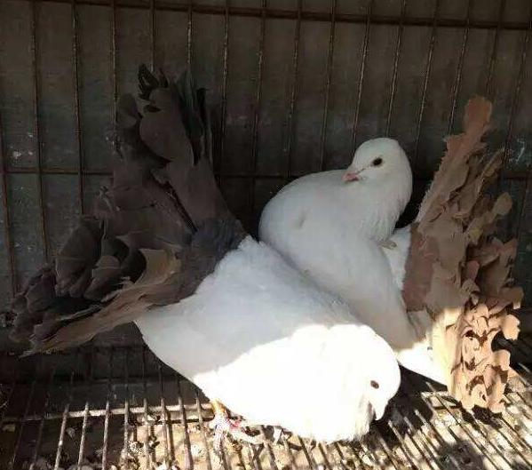 新手养观赏鸽哪个品种比较好,观赏鸽养哪个品种最好