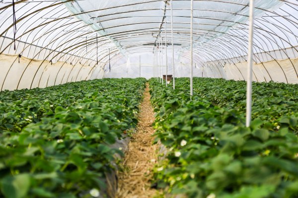 只有一亩地的农场,草莓种植基地采摘园