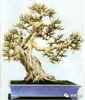 盆景造型中，脊枝、腋枝要如何改造利用才会变成优美的造型枝