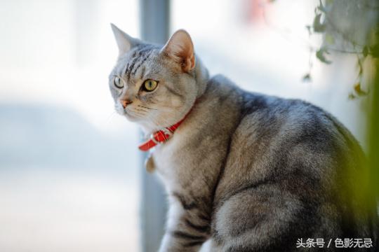 新佳能人像镜皇,佳能85mm镜皇评测