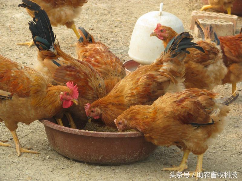 豆渣一吨多少钱,豆渣发酵后多少钱一吨