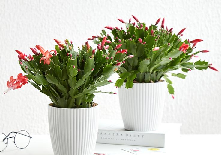 嫁接的蟹爪兰怎么养才能更旺盛 (蟹爪兰风水上养在阳台还是客厅好)