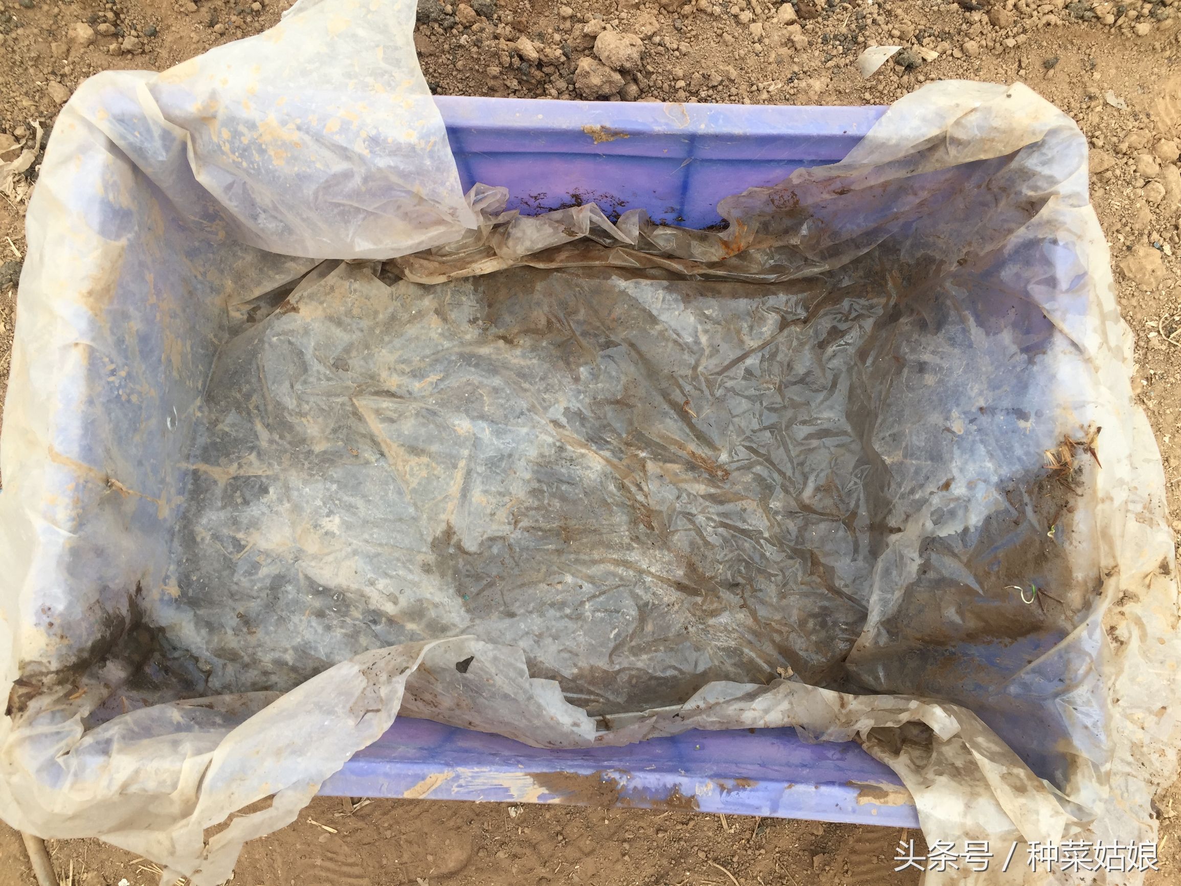 种花土壤里面有虫子怎么办,种花的盆土很潮湿怎么办