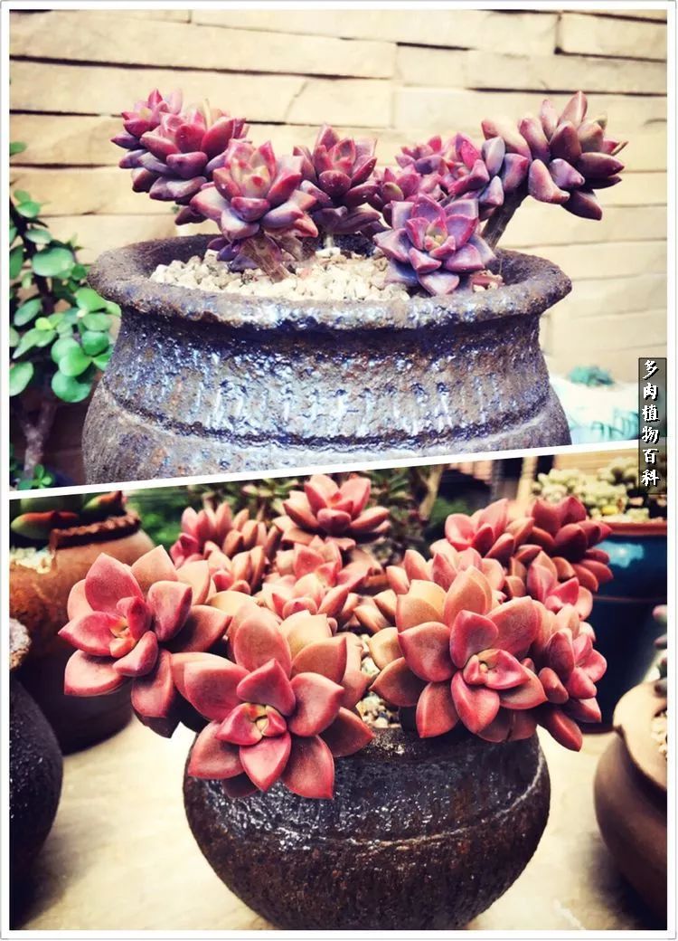 阳光的多肉花园,漂亮的多肉露台花园