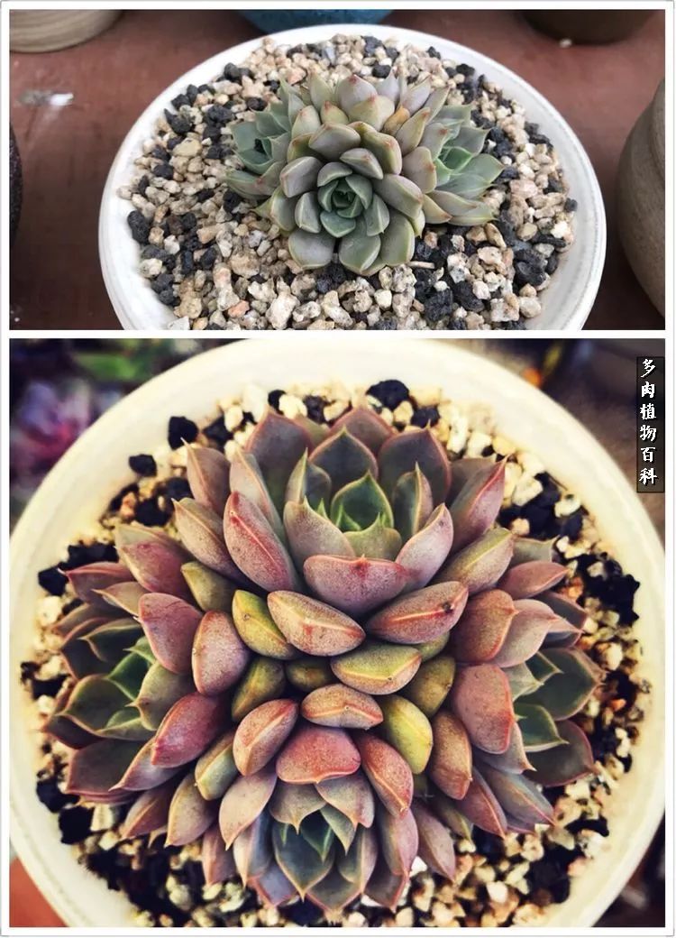 阳光的多肉花园,漂亮的多肉露台花园