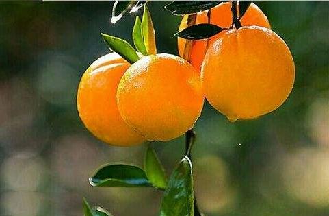 冰糖橙对比脐橙甜度,冰糖橙为什么这么便宜