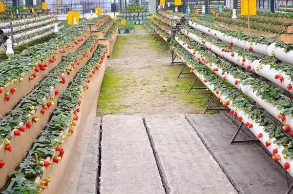 成都采草莓哪个地方最好,成都周边草莓采摘园基地