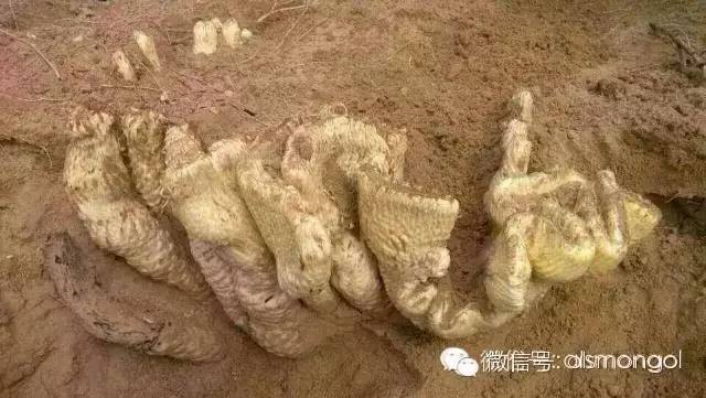 蒙古阿拉善肉苁蓉,阿拉善苁蓉生长在哪儿