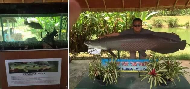 钓鱼探钓达人,钓鱼达人视频海钓