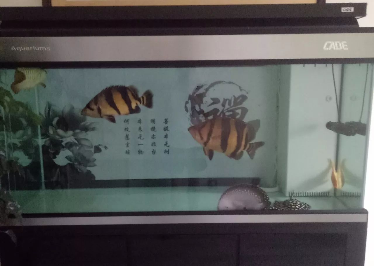 虎鱼心得,虎鱼的养殖方法和注意事项视频