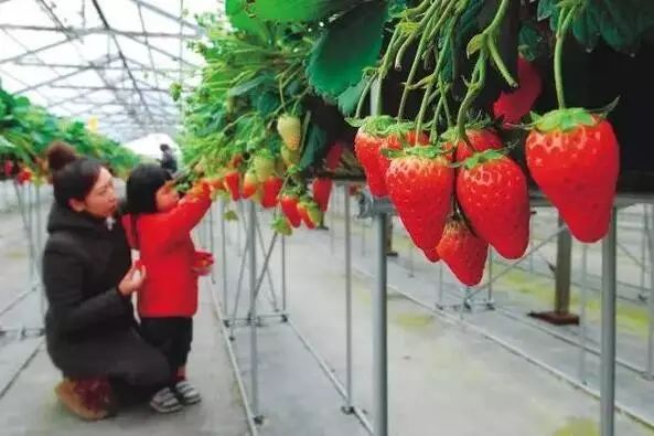 成都采草莓哪个地方最好,成都周边草莓采摘园基地