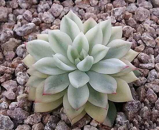 出锦的多肉叶插还会出锦吗,多肉出锦水培会退锦吗