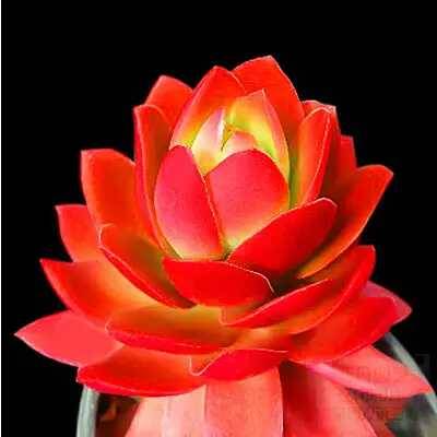 出锦的多肉叶插还会出锦吗,多肉出锦水培会退锦吗