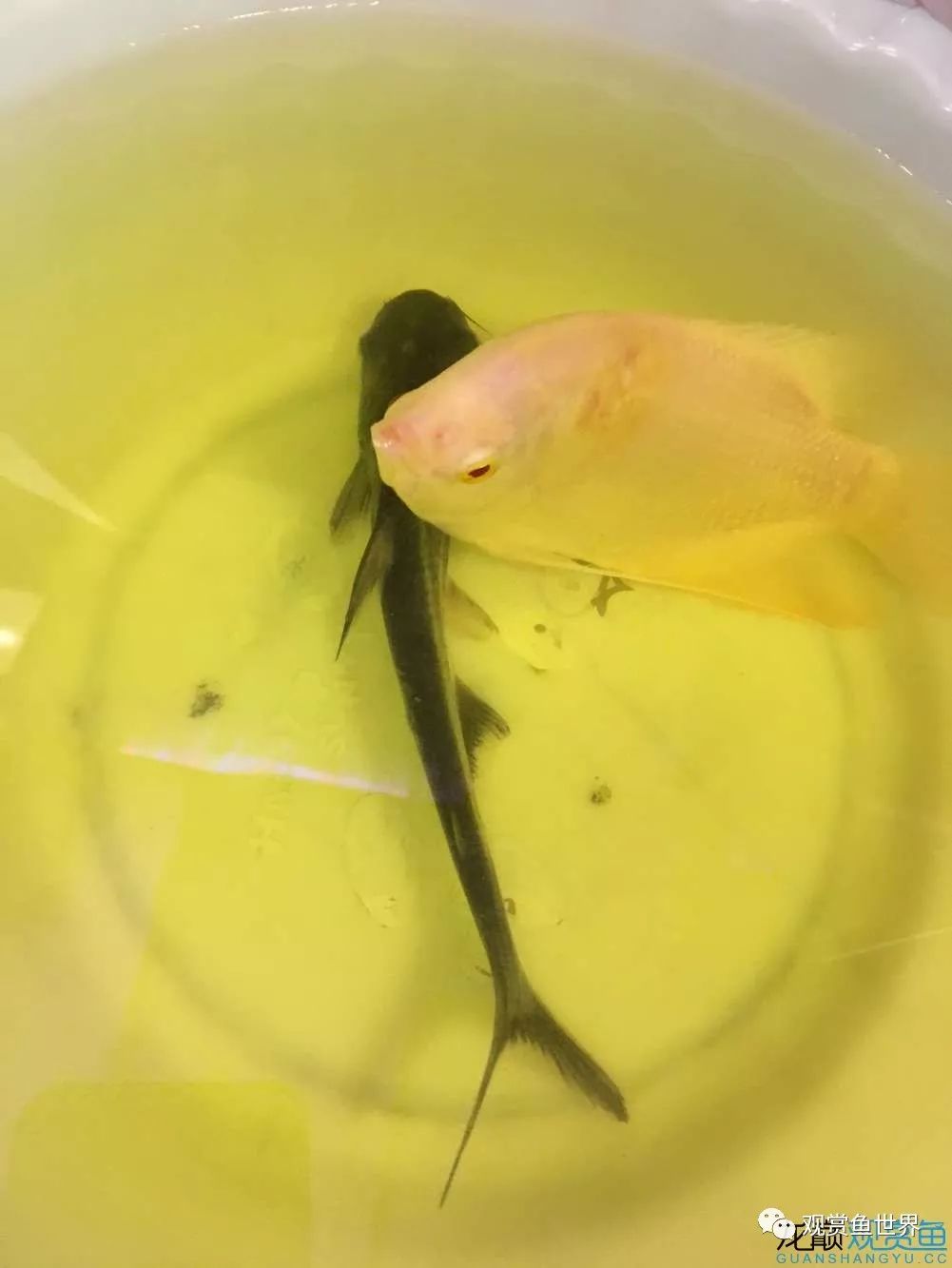 招财鱼烂肉最佳治疗方法,与食管癌抗争的五年