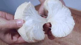 康县的猴头菇,陇南康县特产香菇干