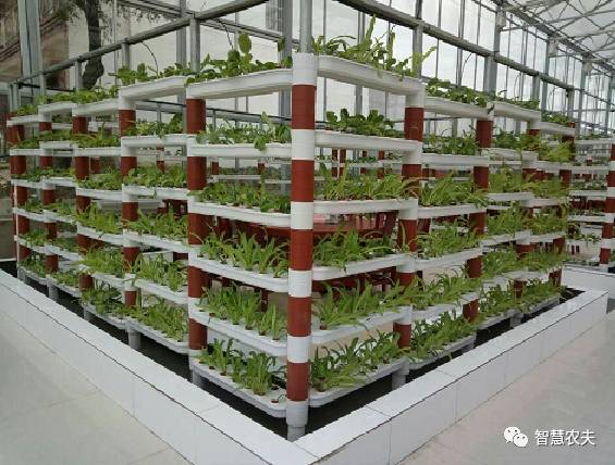 可以水培的蔬菜植物有哪些,水培家庭蔬菜种植箱优缺点