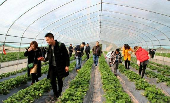 高新区附近草莓,高新区草莓