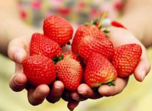 高新区附近草莓,高新区草莓