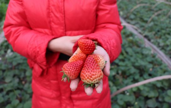 高新区附近草莓,高新区草莓