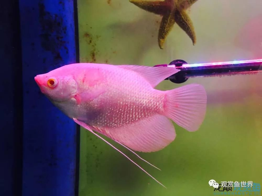 招财鱼烂肉最佳治疗方法,与食管癌抗争的五年